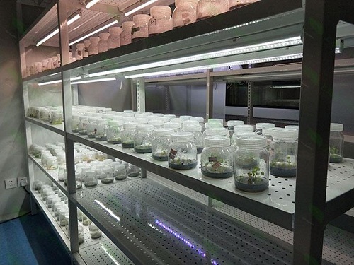 福绵植物组织培养实验室设计建设方案